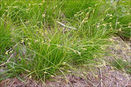 Image de Carex alba Scop.