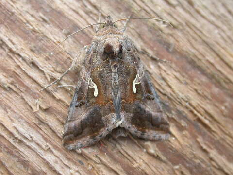 Image of Autographa