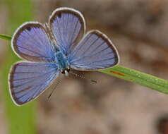 Image of Hemiargus