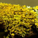 Image of orange wall lichen