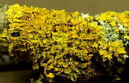 Image of orange wall lichen