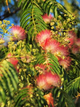 Image of albizia