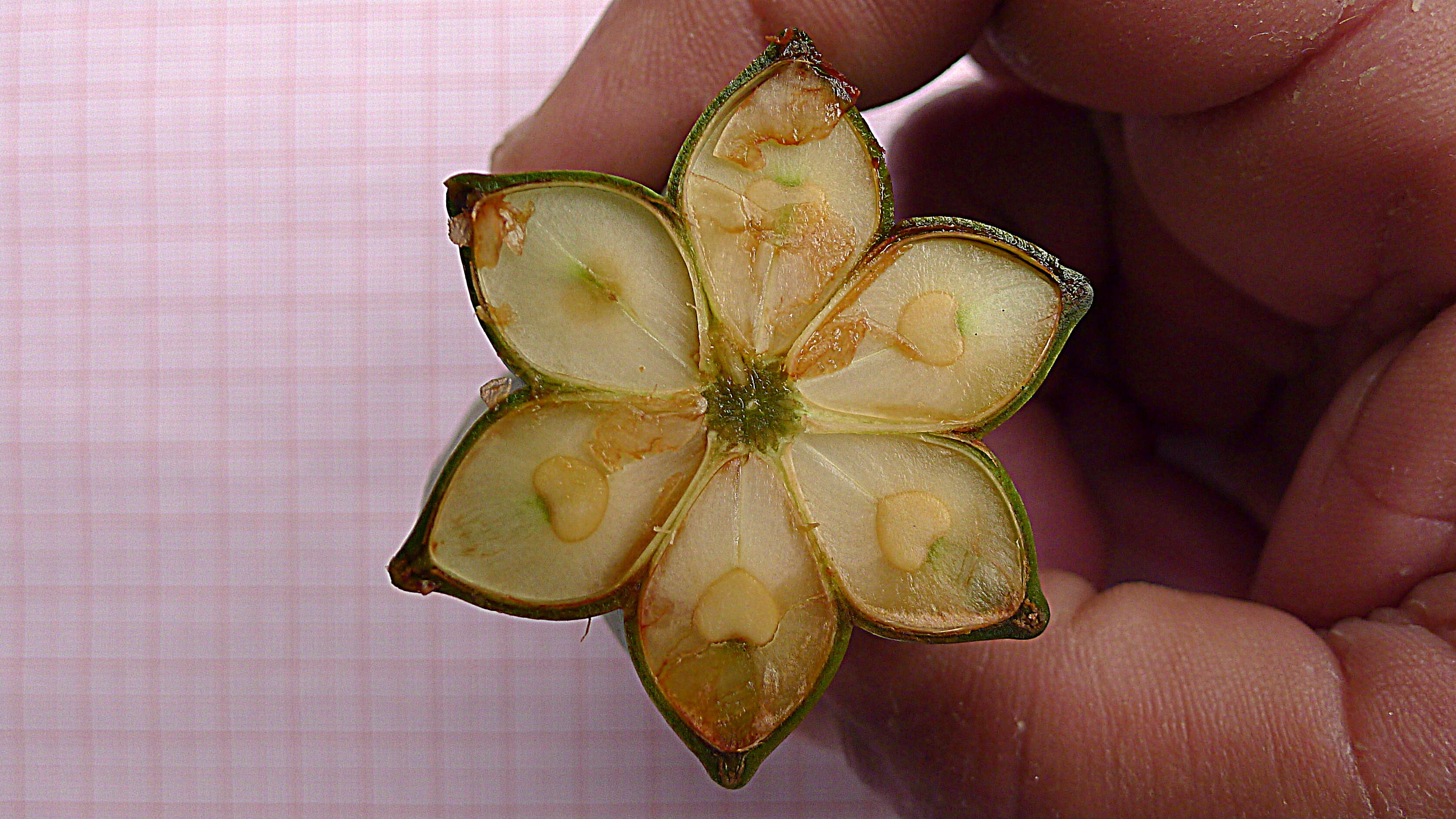 Plancia ëd Aristolochia labiata Willd.