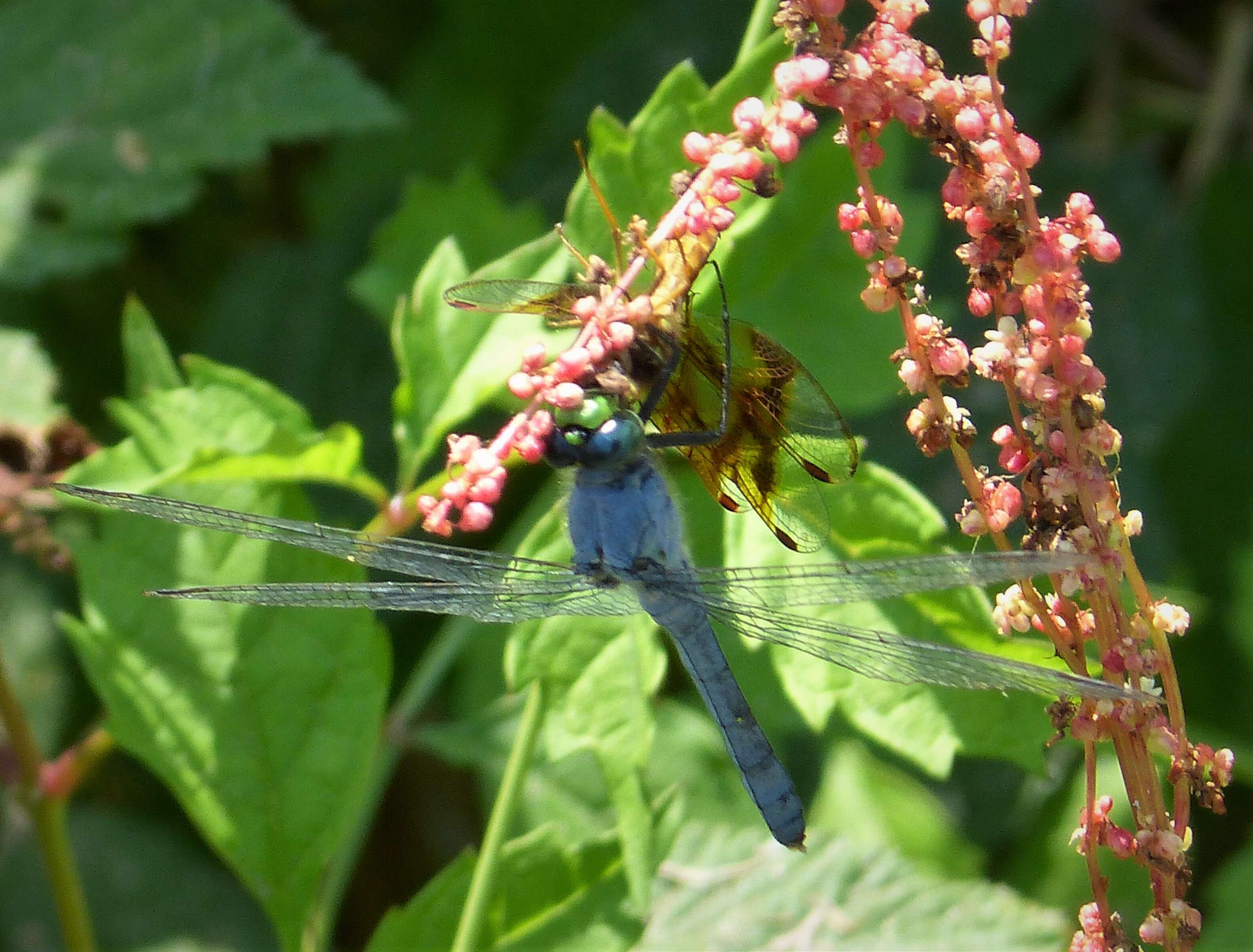 Image of Pondhawks