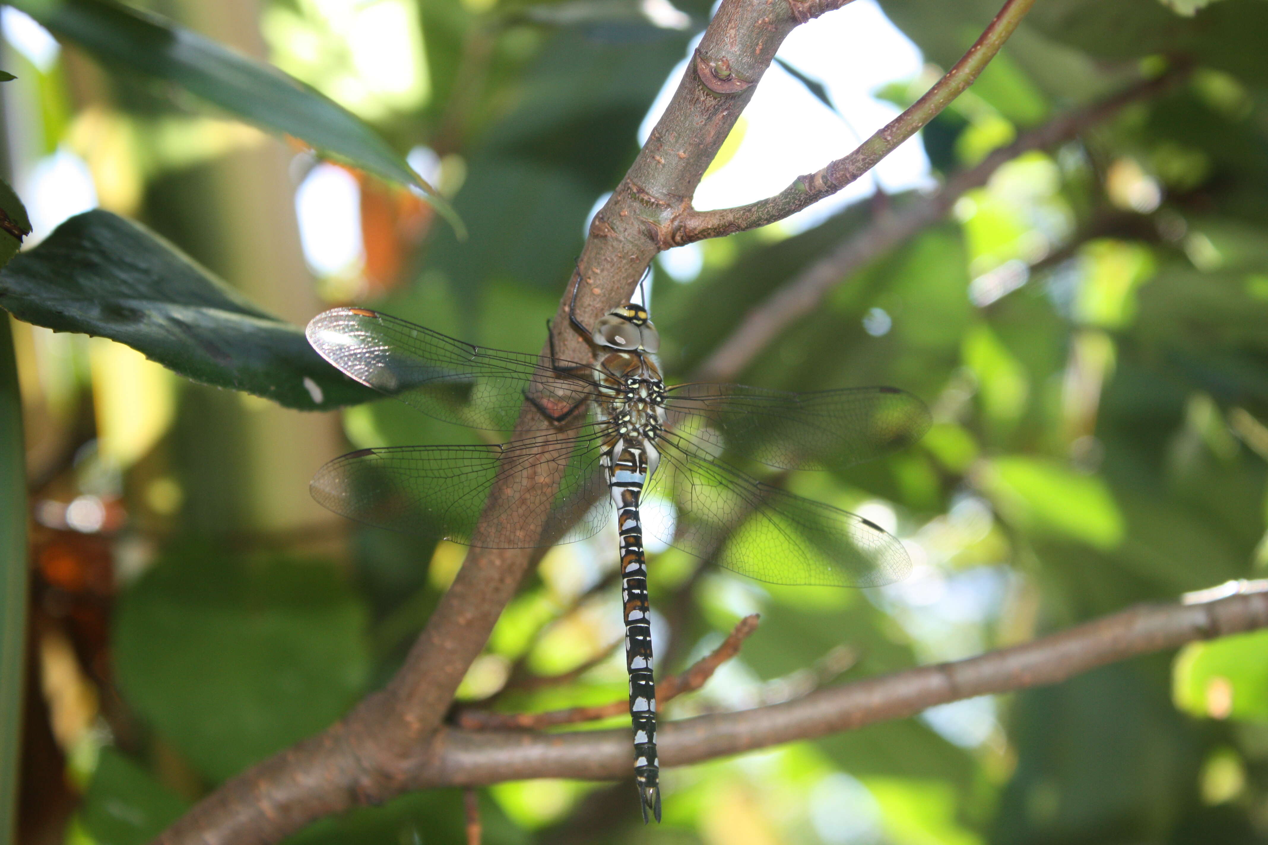 Image of hawker dragonfly