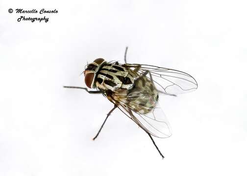 Image of House fly