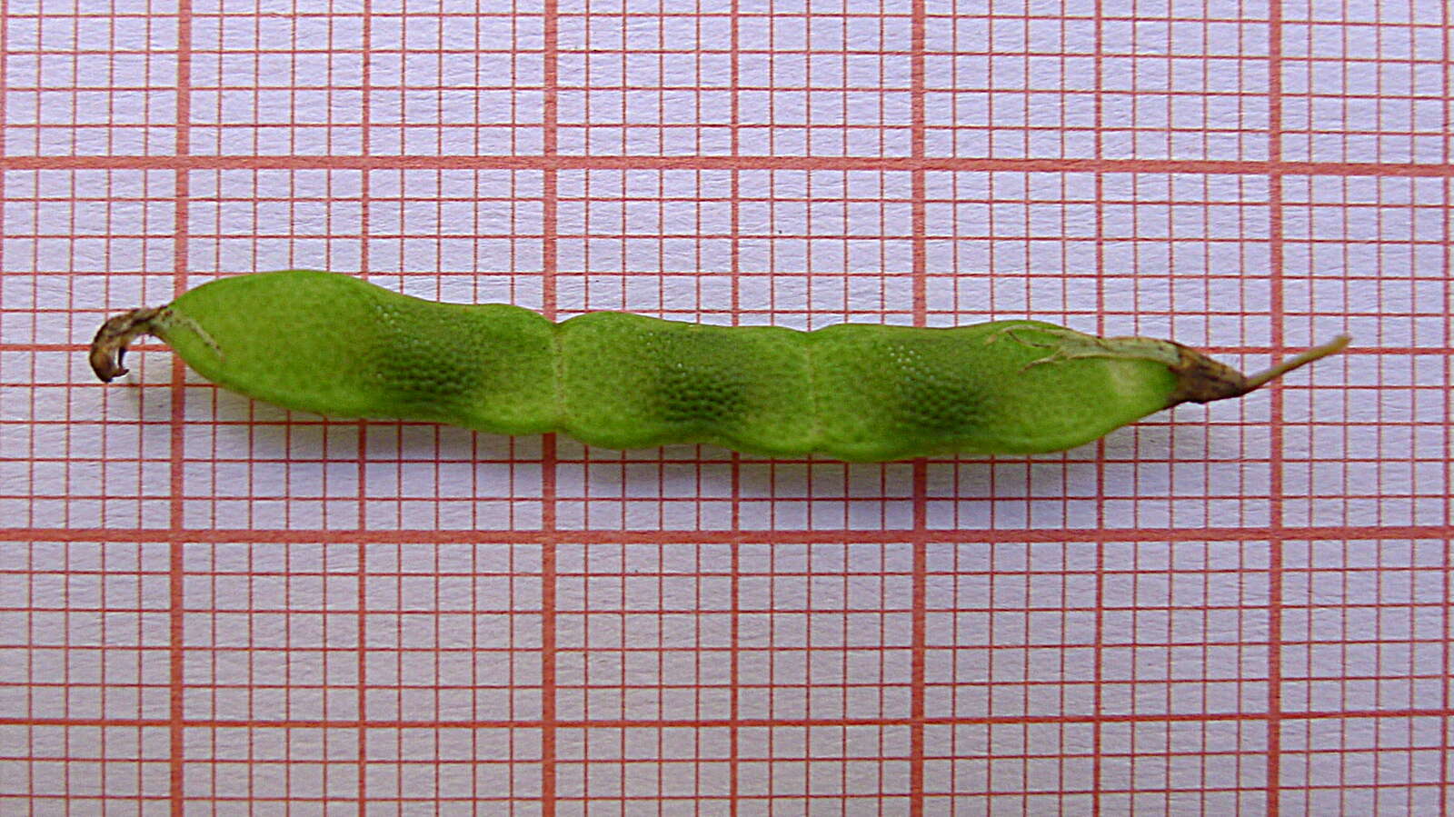 Image of Poiretia punctata (Willd.) Desv.