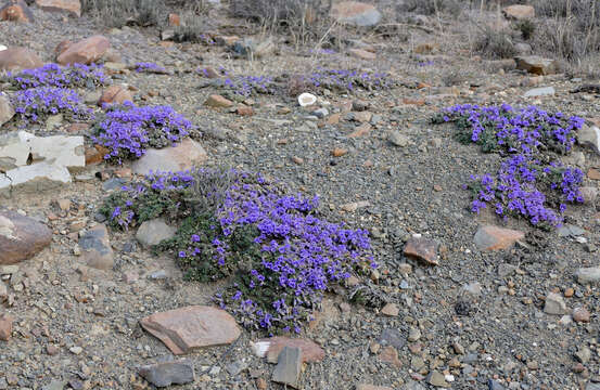 Image de Aptosimum procumbens (Lehm.) Burch. ex Steud.