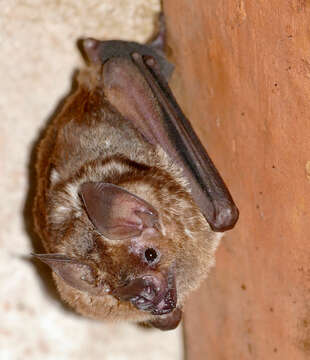 Image of short-tailed fruit bat