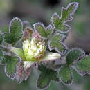 Image of Xanthosia pilosa Rudge