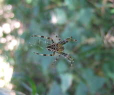 Image of Araneus