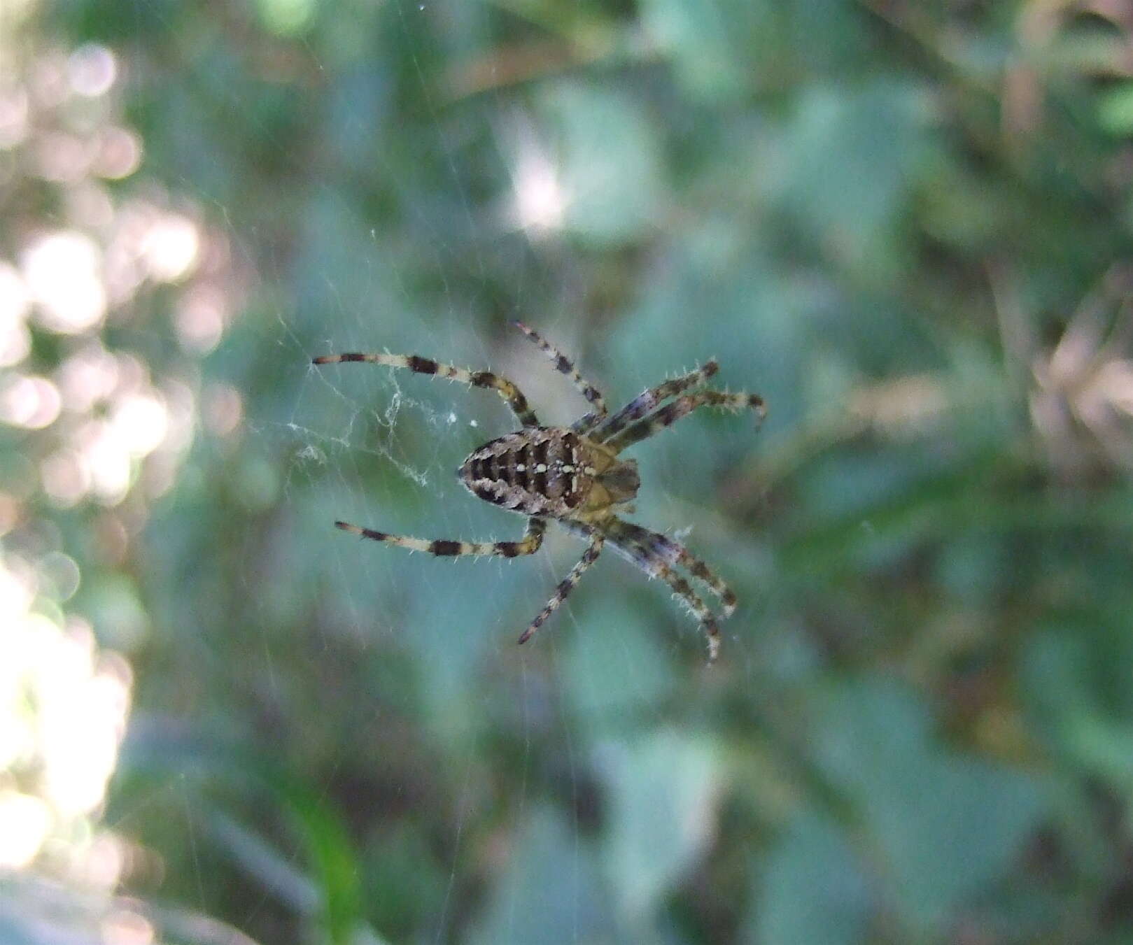 Image of Garden spider