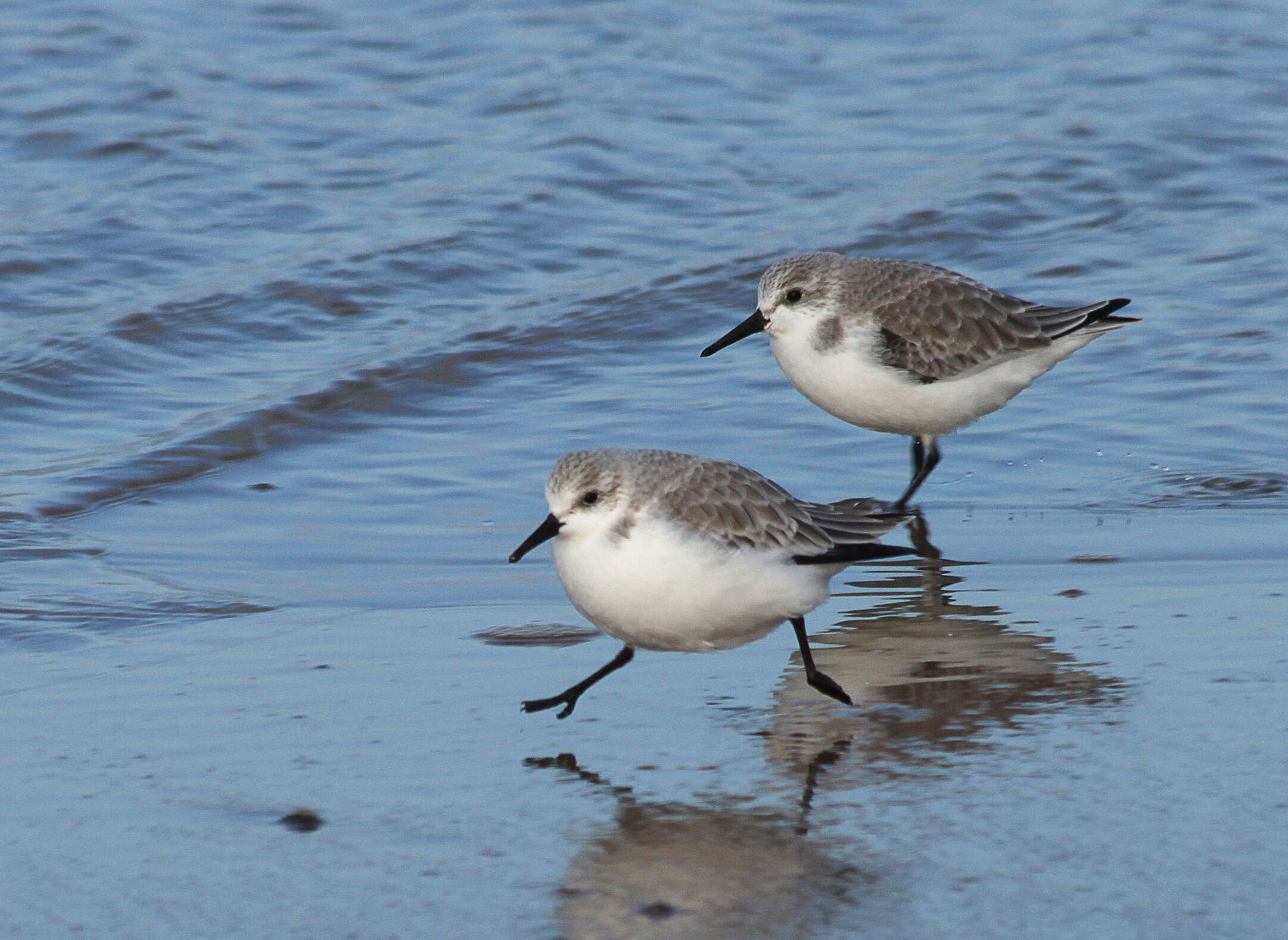 Image of Calidris Merrem 1804