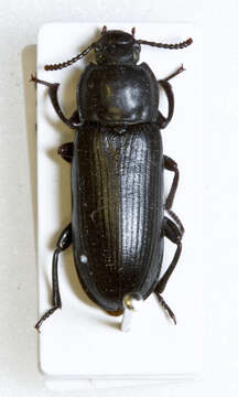 Image of Tenebrio Linnaeus 1758