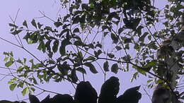 Cordia acutifolia Fresen. resmi