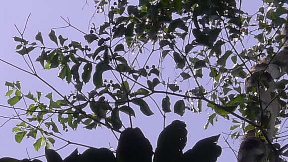 Image of Cordia acutifolia Fresen.