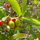 Image of Ochna natalitia (Meissn.) Walp.