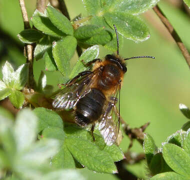 Image of Andrena carantonica Pérez 1902