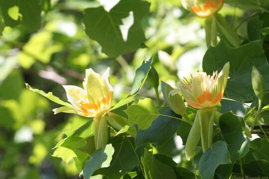 Image of Tulip tree