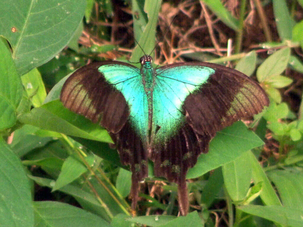 Sivun Papilio peranthus Fabricius 1787 kuva