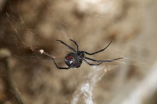 Image of Latrodectus