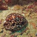 Image of tiger cowrie