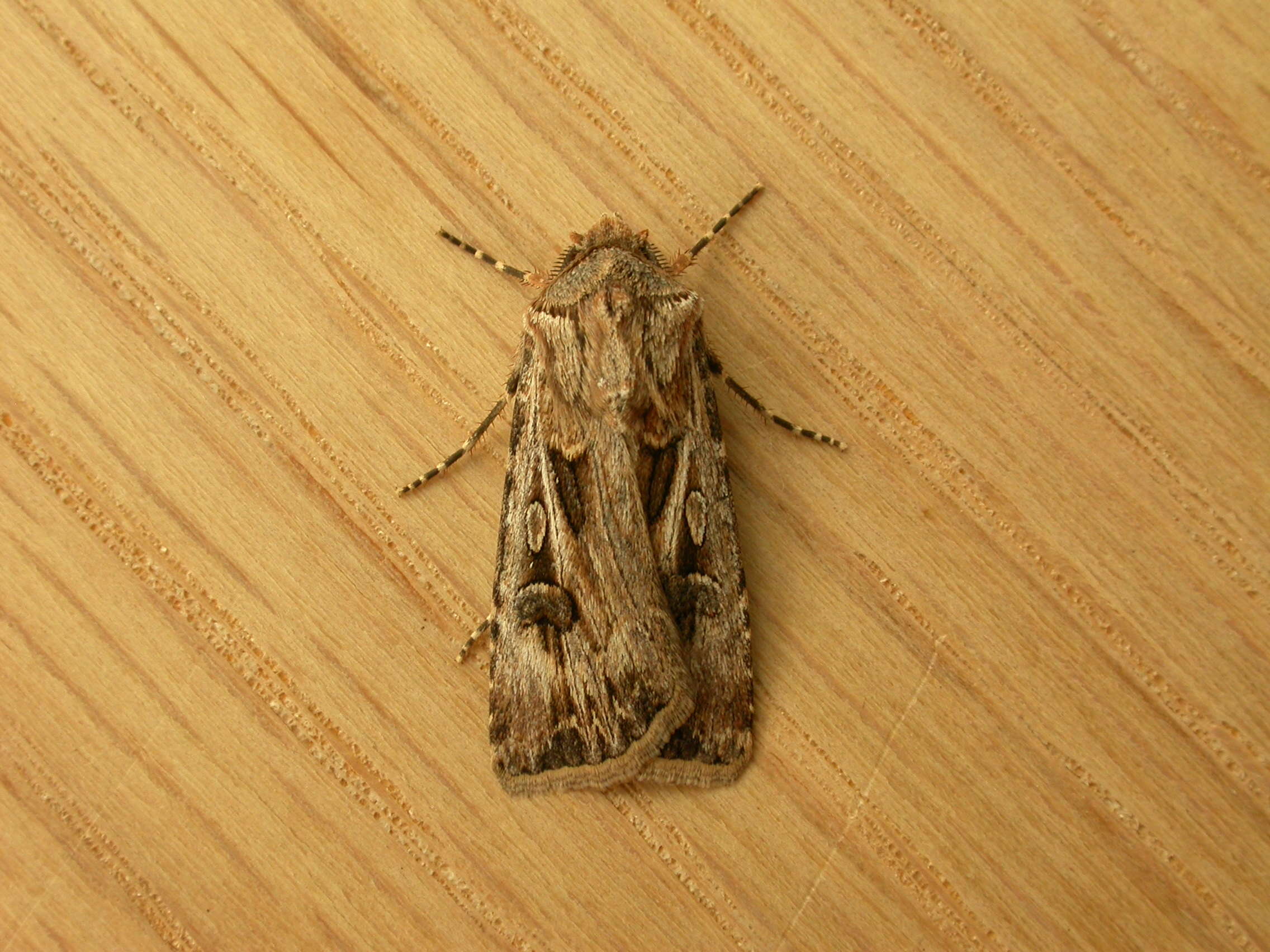 Image of Agrotis munda Walker 1856