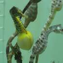 Image of Big-belly Seahorse