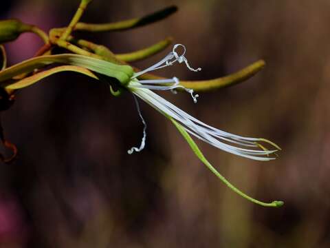 صورة Bauhinia dumosa Benth.