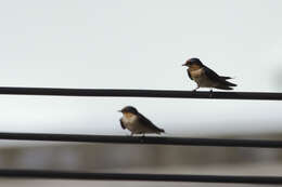 Image of Hirundo Linnaeus 1758