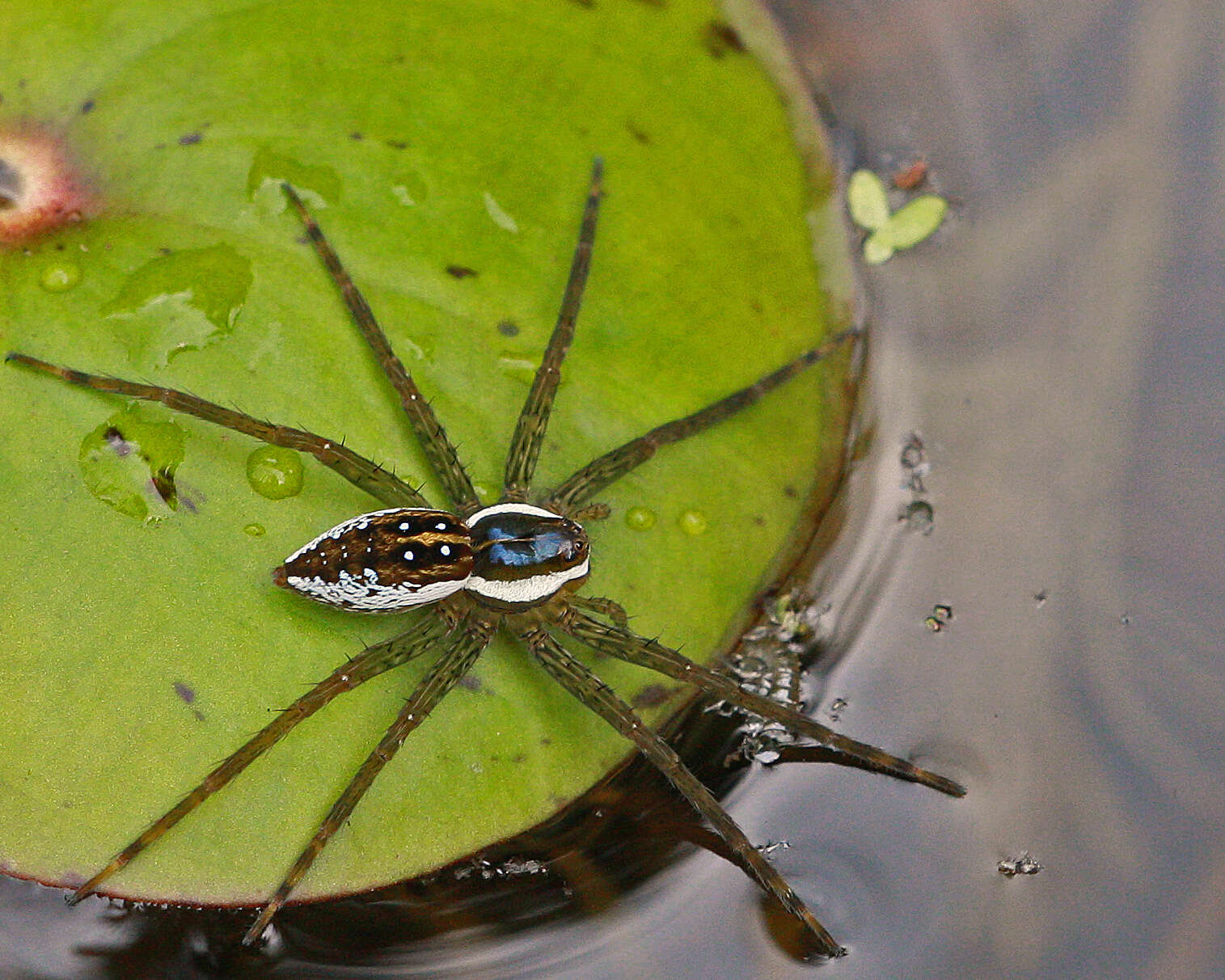 Six-spotted Fishing Spider, (Dolomedes triton). Angelina Co…