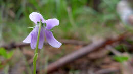 Sivun Viola silicestris K. R. Thiele & Prober kuva
