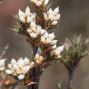 Sivun Richea acerosa (Lindley) F. Muell. kuva