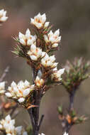 Sivun Richea acerosa (Lindley) F. Muell. kuva