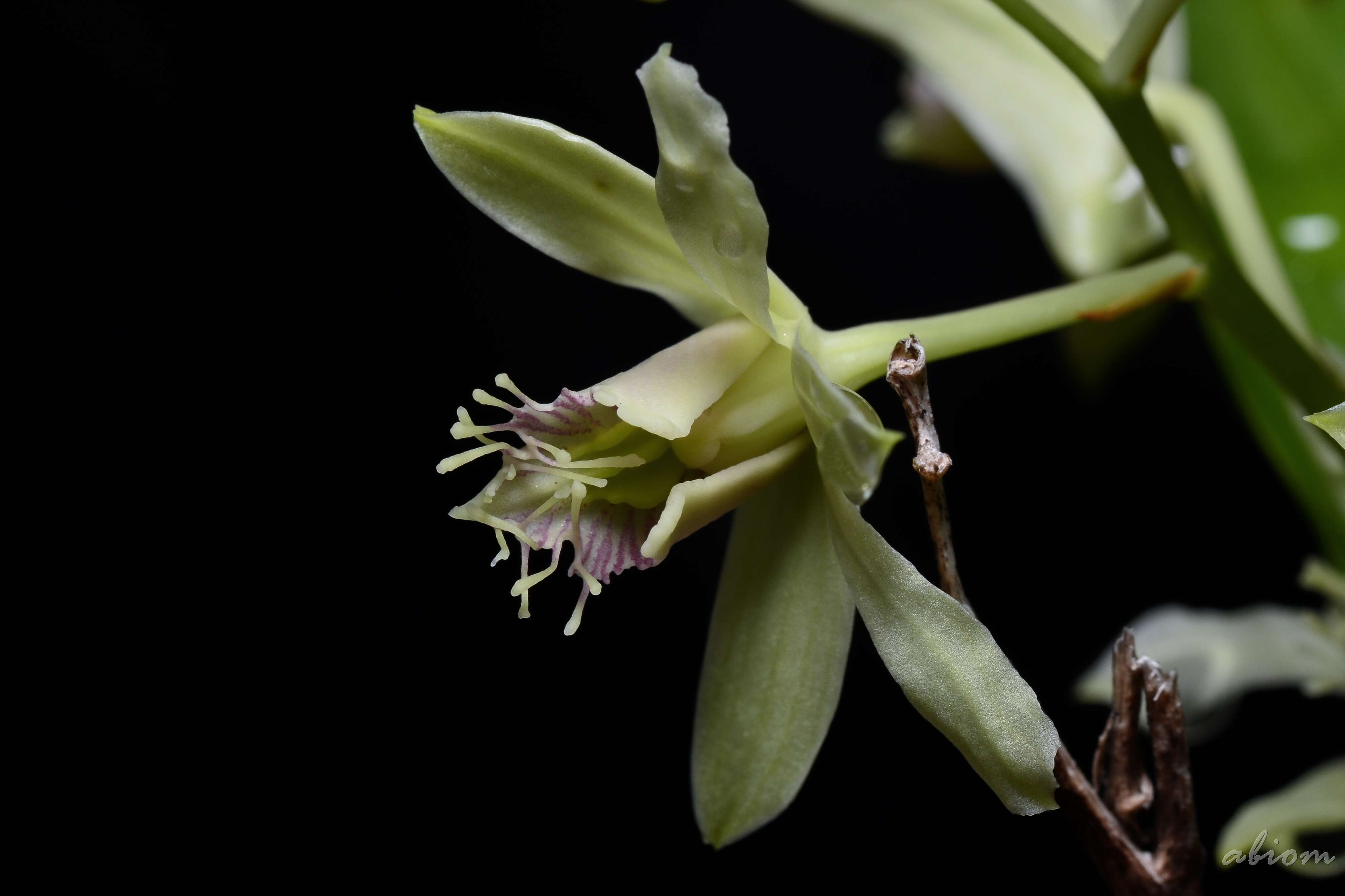Image of Dendrobium delacourii Guillaumin