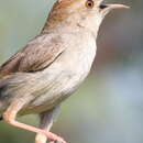 Слика од Cisticola fulvicapilla (Vieillot 1817)