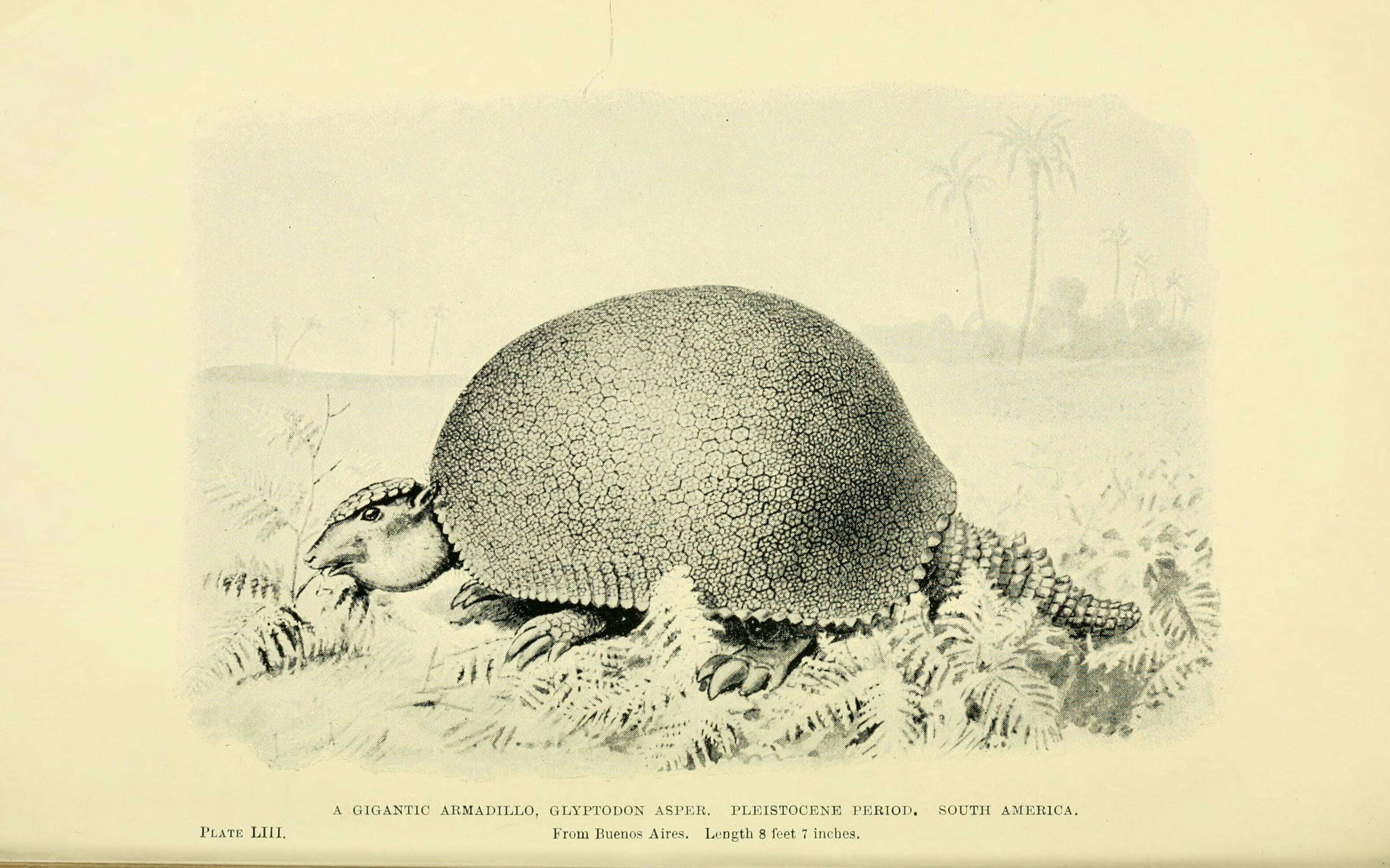 Image of Glyptodon Owen 1839