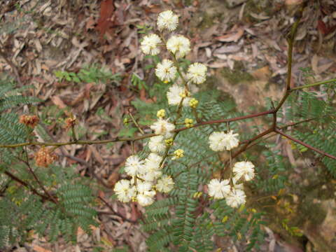 Imagem de Acacia terminalis (Salisb.) J. F. Macbr.