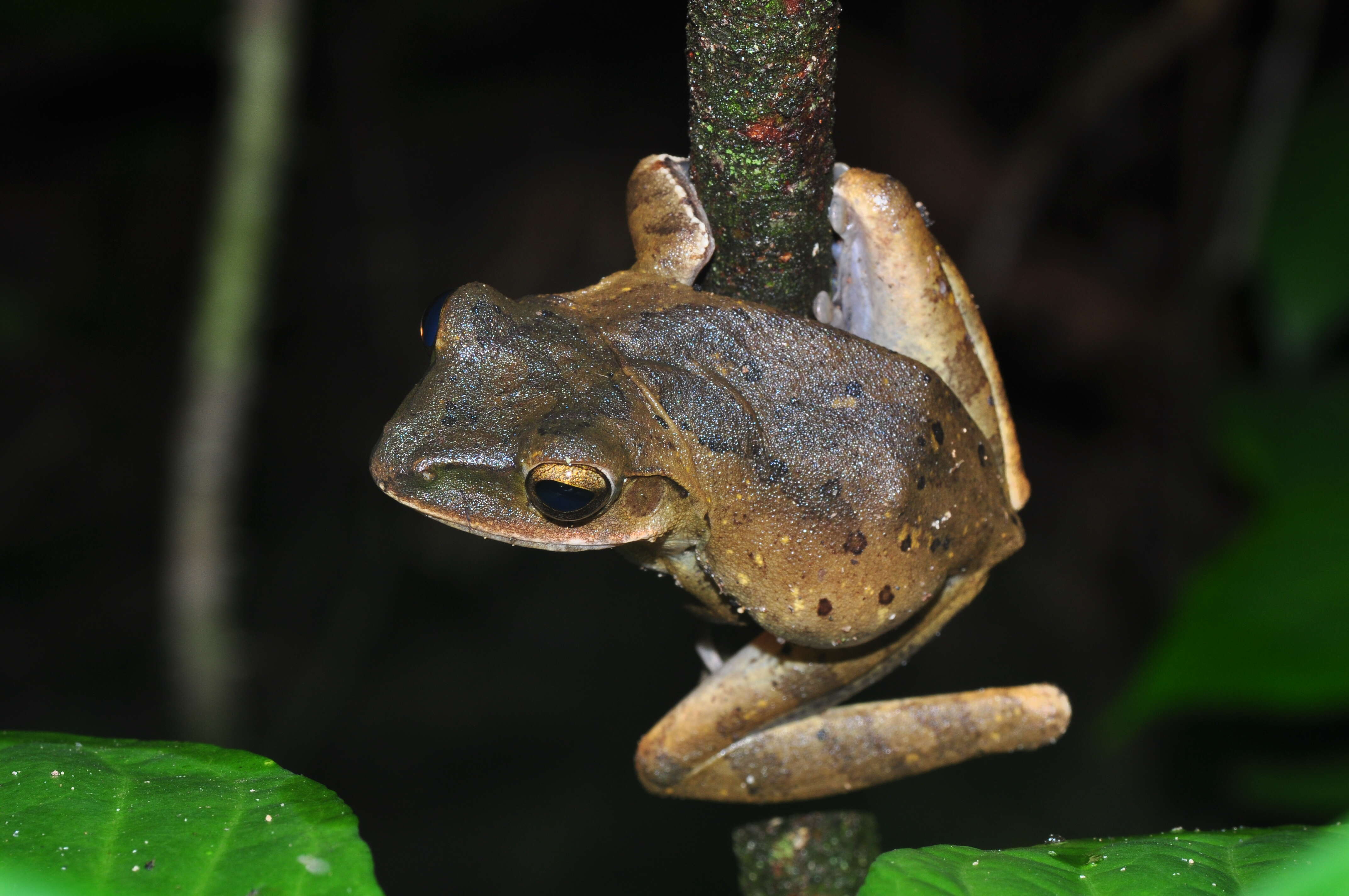 Image of Polypedates iskandari Riyanto, Mumpuni & McGuire 2011