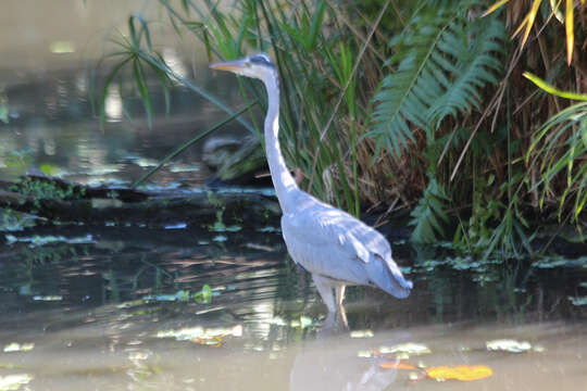 Image of Ardea Linnaeus 1758