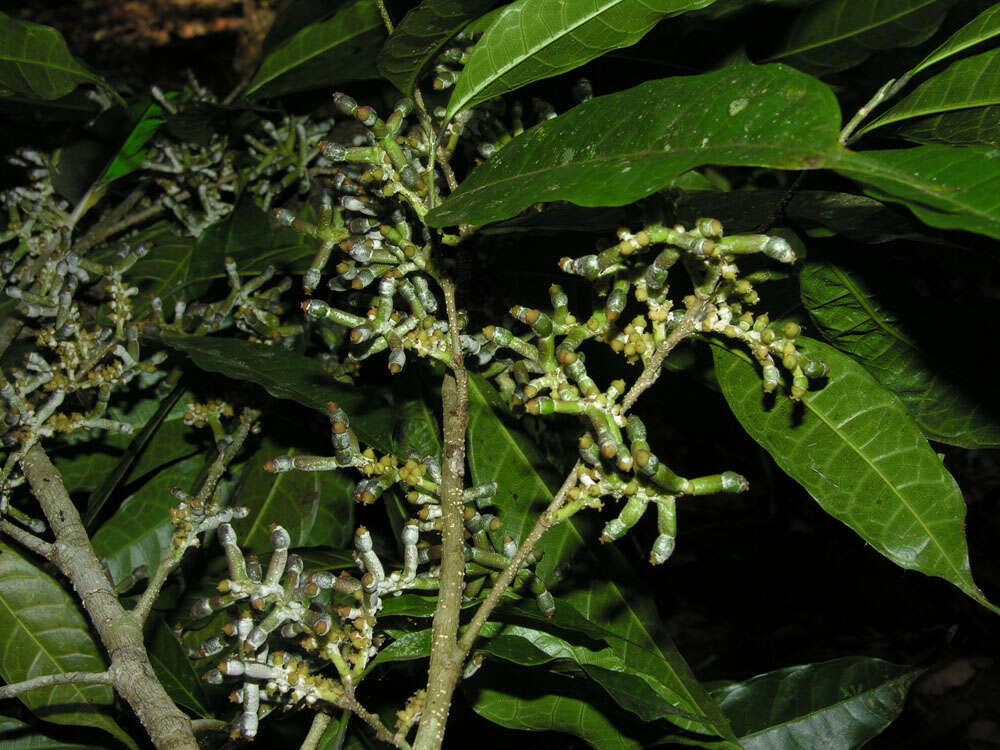 Image of Sorocea affinis Hemsl.