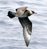 Image of skuas