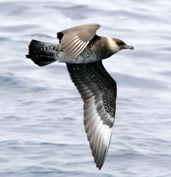 Image of Pomarine Jaeger