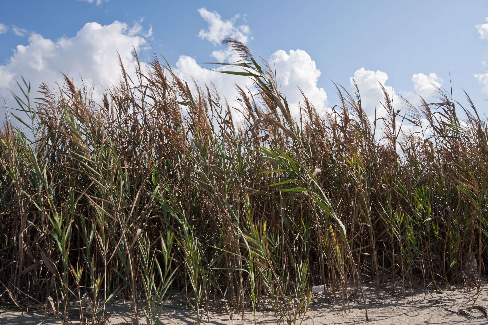 Image of Arundo plinii Turra