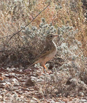 Image de Pipit austral