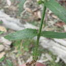 Sivun Wahlenbergia victoriensis P. J. Sm. kuva