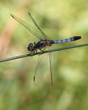 Image of Little Blue Dragonlet