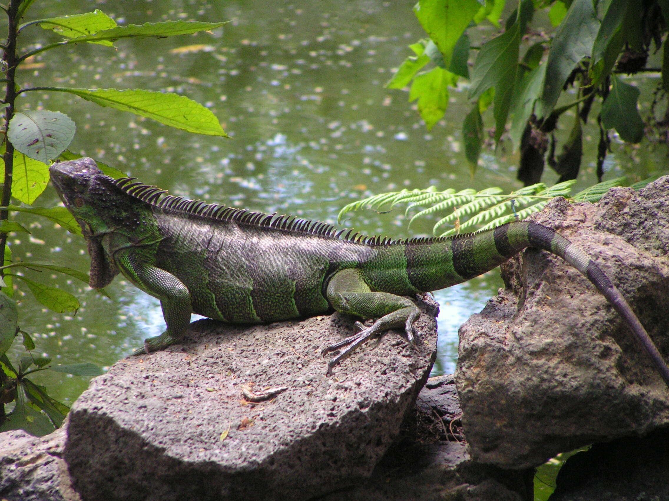 Image of Green Iguana