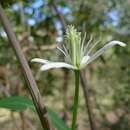 Image of Clematis glycinoides DC.