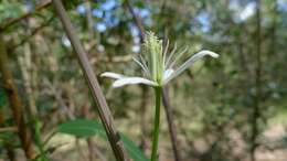 Image of Clematis glycinoides DC.
